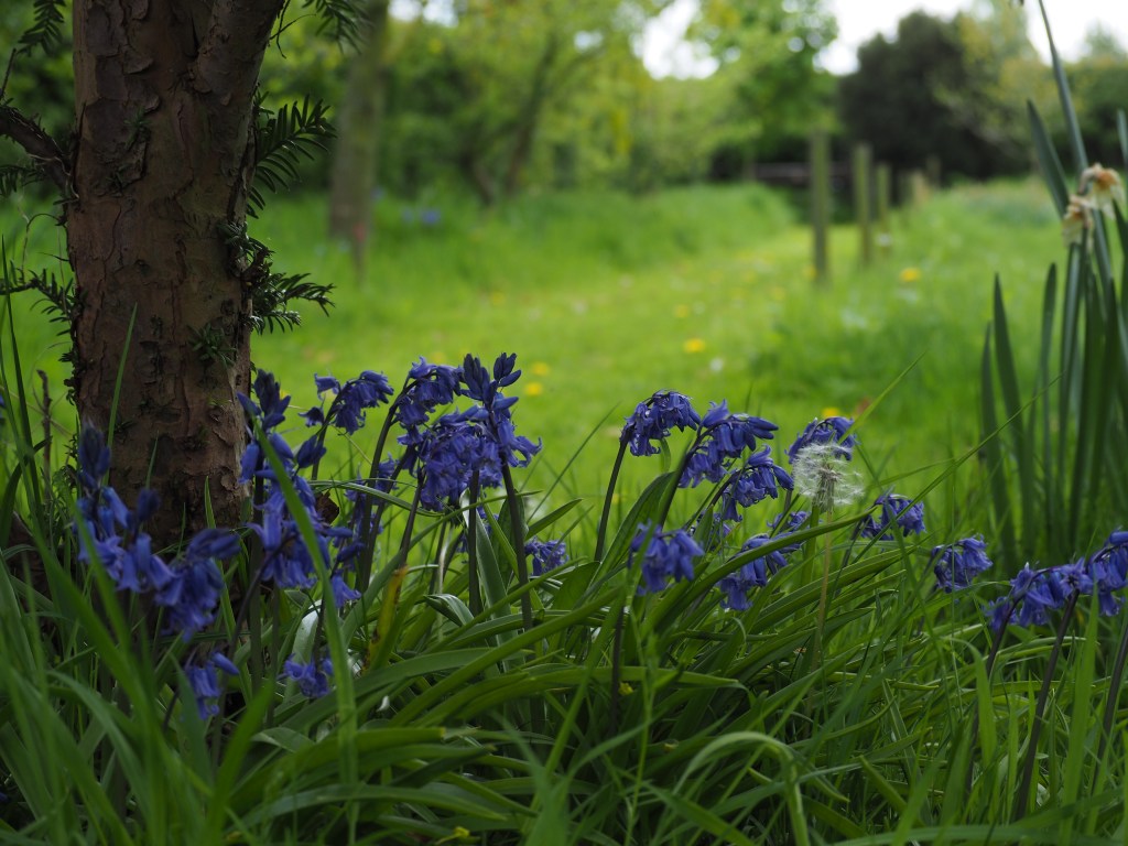 In the foreground there are bluebells at the foot of a tree. The blurred background has a grassy path with dandelions passing through longer grass and trees. A few wooden stakes mark out plots.